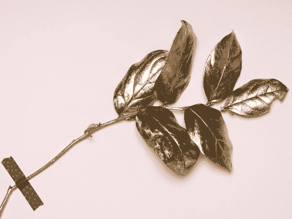 真心为您服务的自动攻击网站工具下载